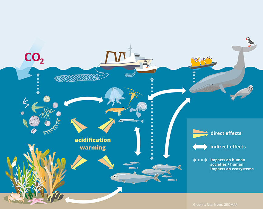 Figure: Ocean acidification and warming are able to affect organisms directly and amplify or attenuate each other’s effects. Reactions of individual species also impact other parts of the food web as well as marine communities indirectly. Ultimately, the interplay of effects even has consequences for important ecosystem services such as the uptake and storage of carbon dioxide storage, food provision from fisheries or the recreational and cultural values of the ocean.
